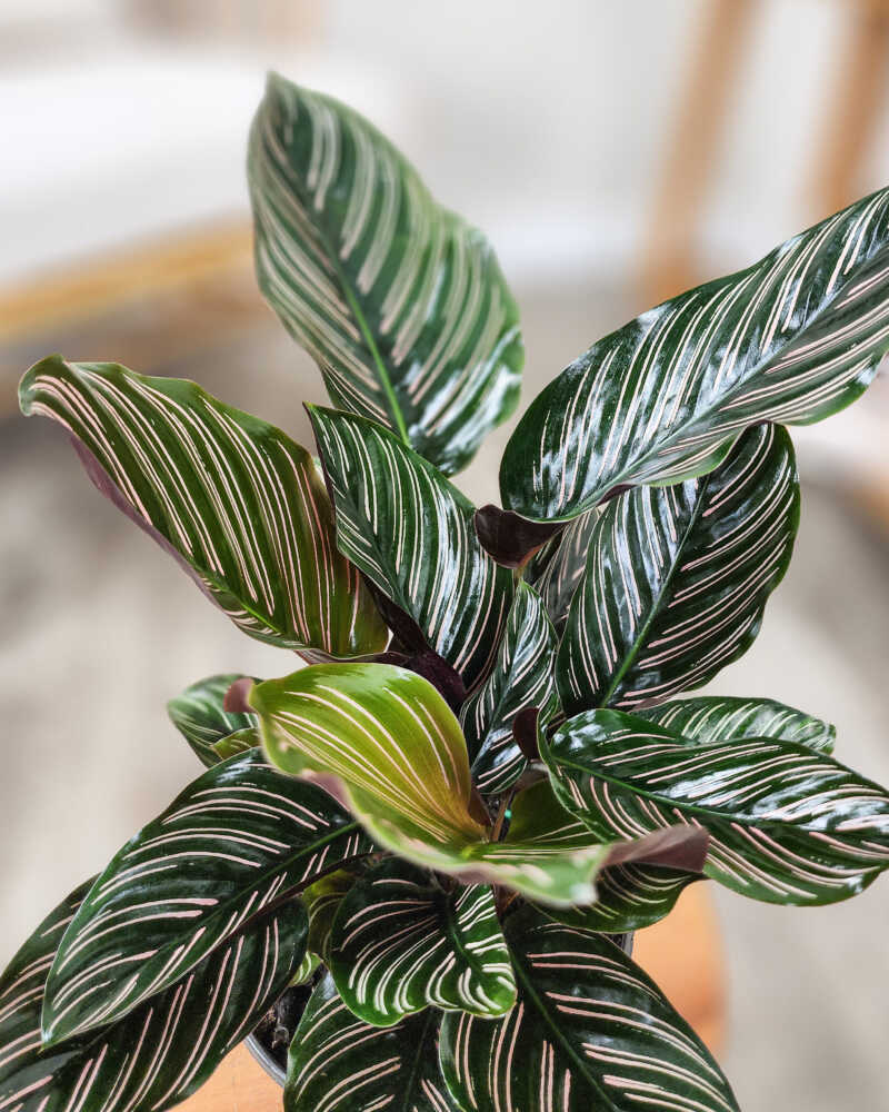 Prayer Plant Pinstripe (Calathea ornata) - Ladybird Nursery