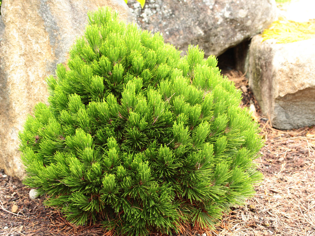 Bosnian Pine Smidtii (Pinus leucodermis) - Ladybird Nursery