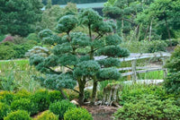 White Pine (Pinus parviflora glauca) - Ladybird Nursery