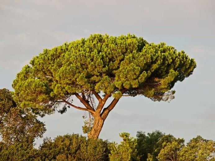 Stone Pine (Pinus pinea)