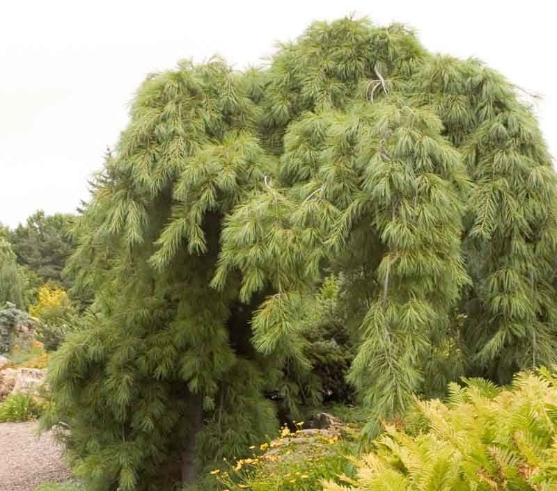 Eastern White Pine Pendula (Pinus strobus) - Ladybird Nursery