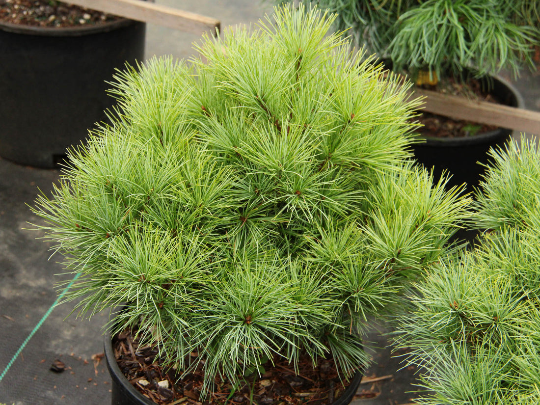 Eastern White Pine ‘Sea Urchin’ (Pinus strobus) - Ladybird Nursery