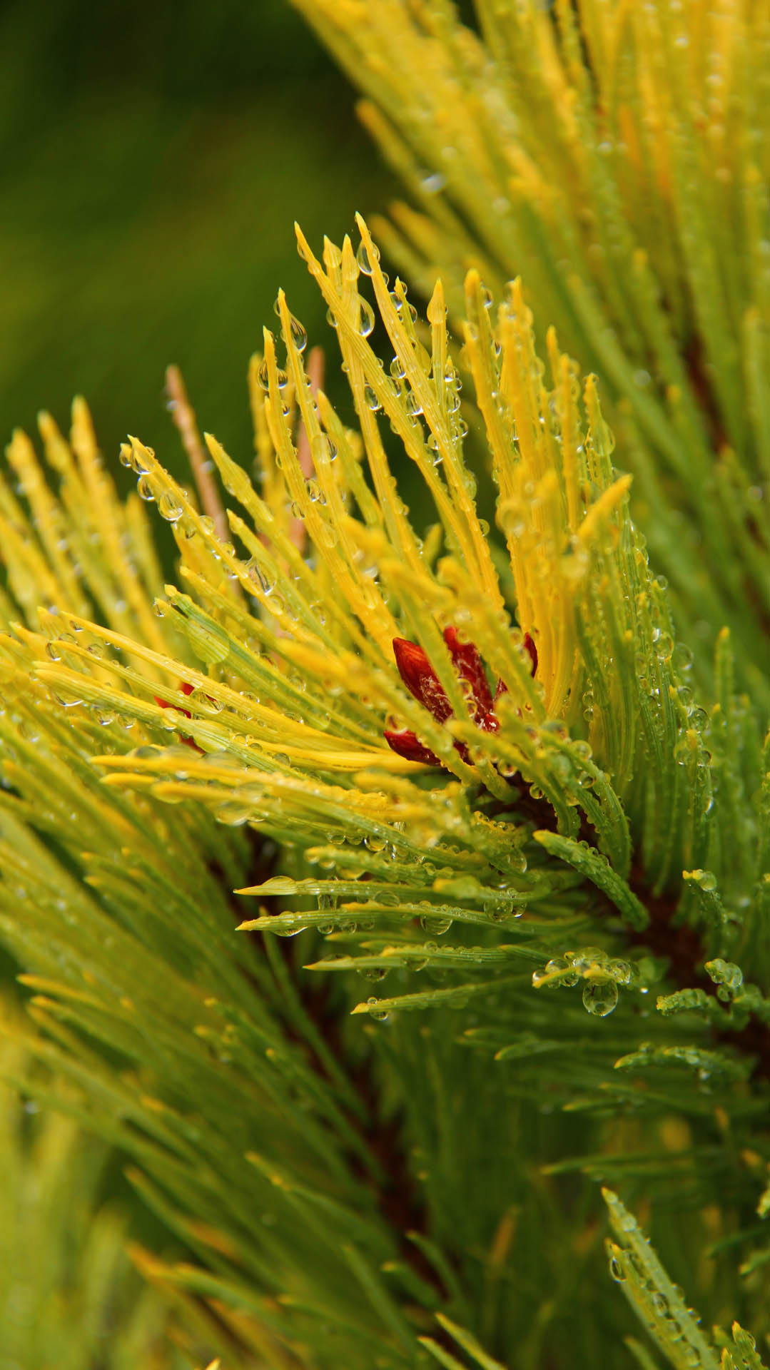 Scots Pine Gold Coin (Pinus sylvestris)