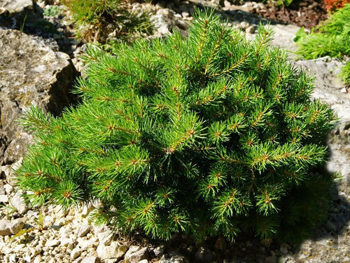 Scots Pine (Pinus sylvestris) - Ladybird Nursery