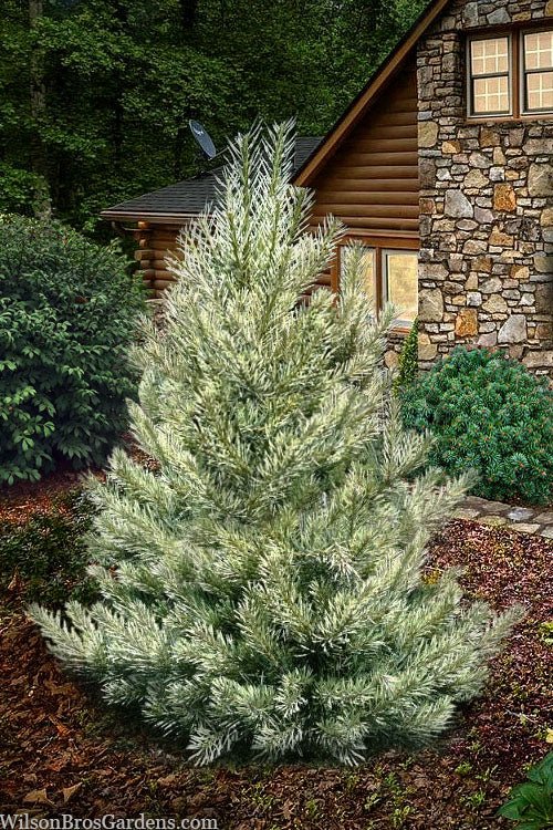 Scots Pine Inverleith (Pinus sylvestris) - Ladybird Nursery