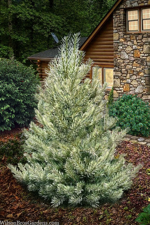 Scots Pine Inverleith (Pinus sylvestris)