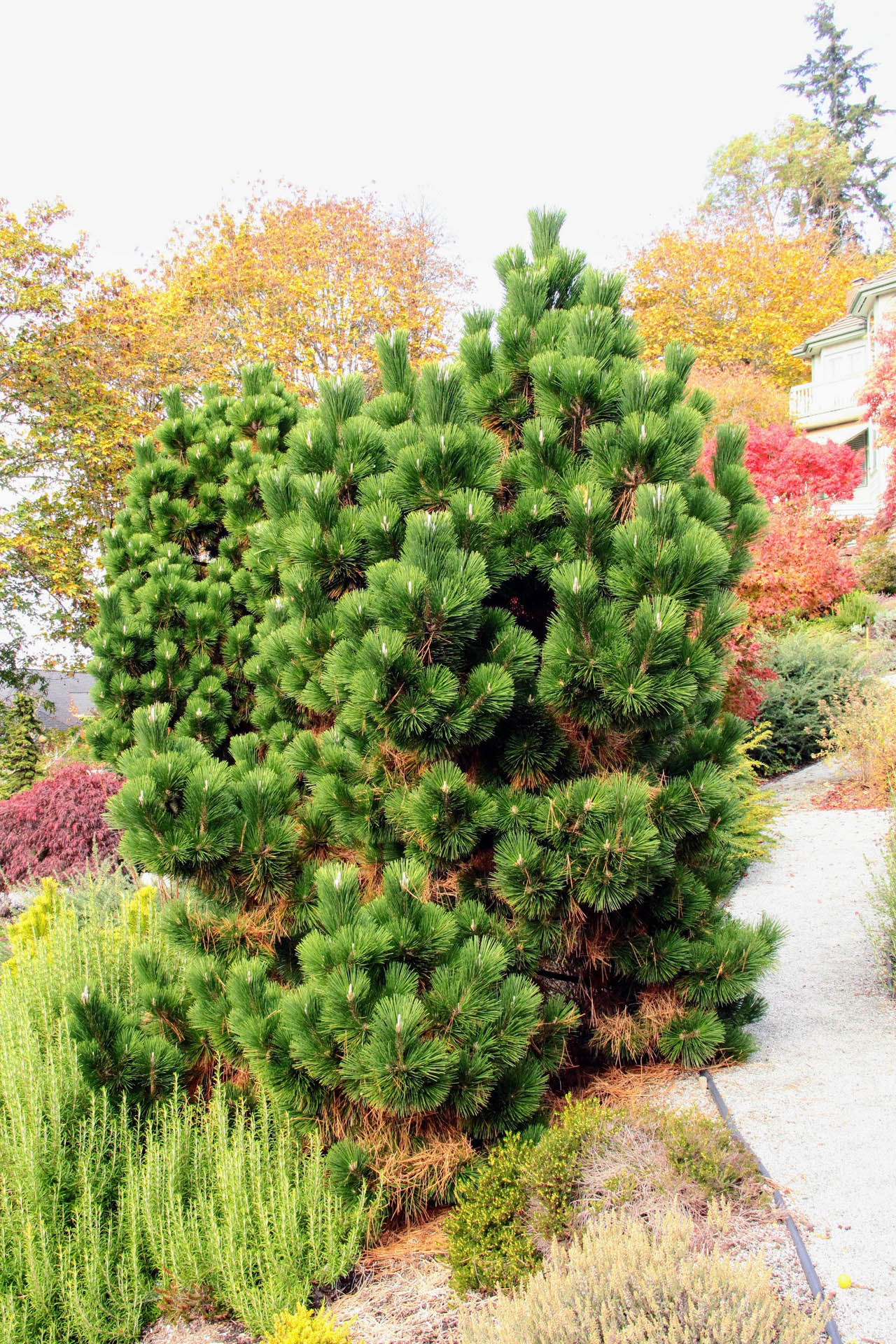 Japanese Black Pine Thunderhead (Pinus thunbergii)