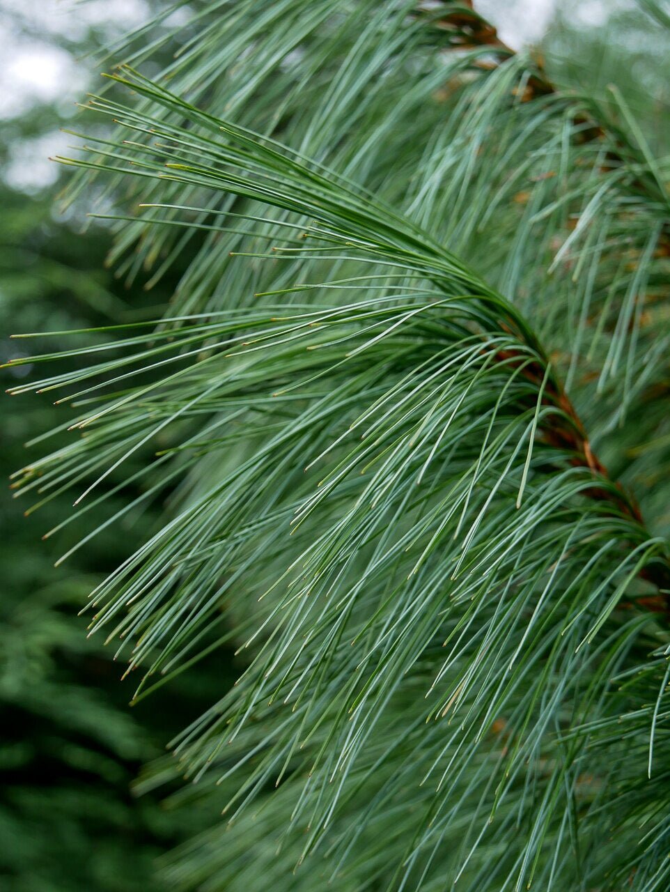 Himalayan Pine (Pinus wallichiana) - Ladybird Nursery