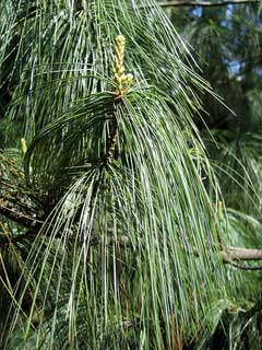 Himalayan Pine (Pinus wallichiana) - Ladybird Nursery