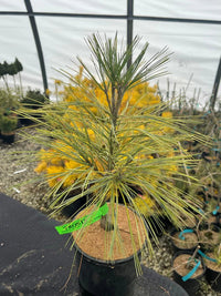 Himalayan Pine ‘Frosty’ (Pinus wallichiana) - Ladybird Nursery