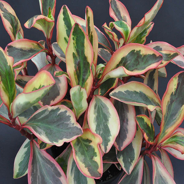 Peperomia Red Edge Jelly (Peperomia clusiifolia)
