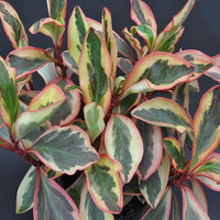 Peperomia Red Edge Jelly (Peperomia clusiifolia)