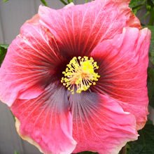 Hibiscus Pirates Patch - Ladybird Nursery