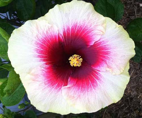 Hibiscus Pirates Patch