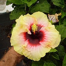 Hibiscus Pirates Patch - Ladybird Nursery
