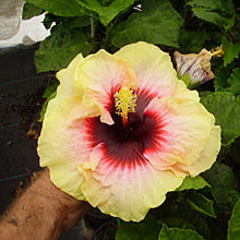 Hibiscus Pirates Patch