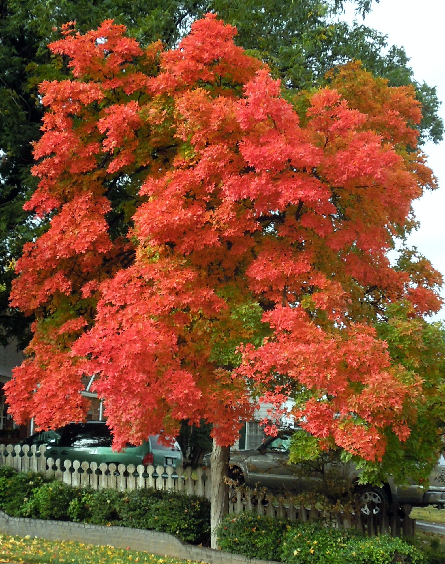 Chinese Pistachio (Pistacia chinensis)