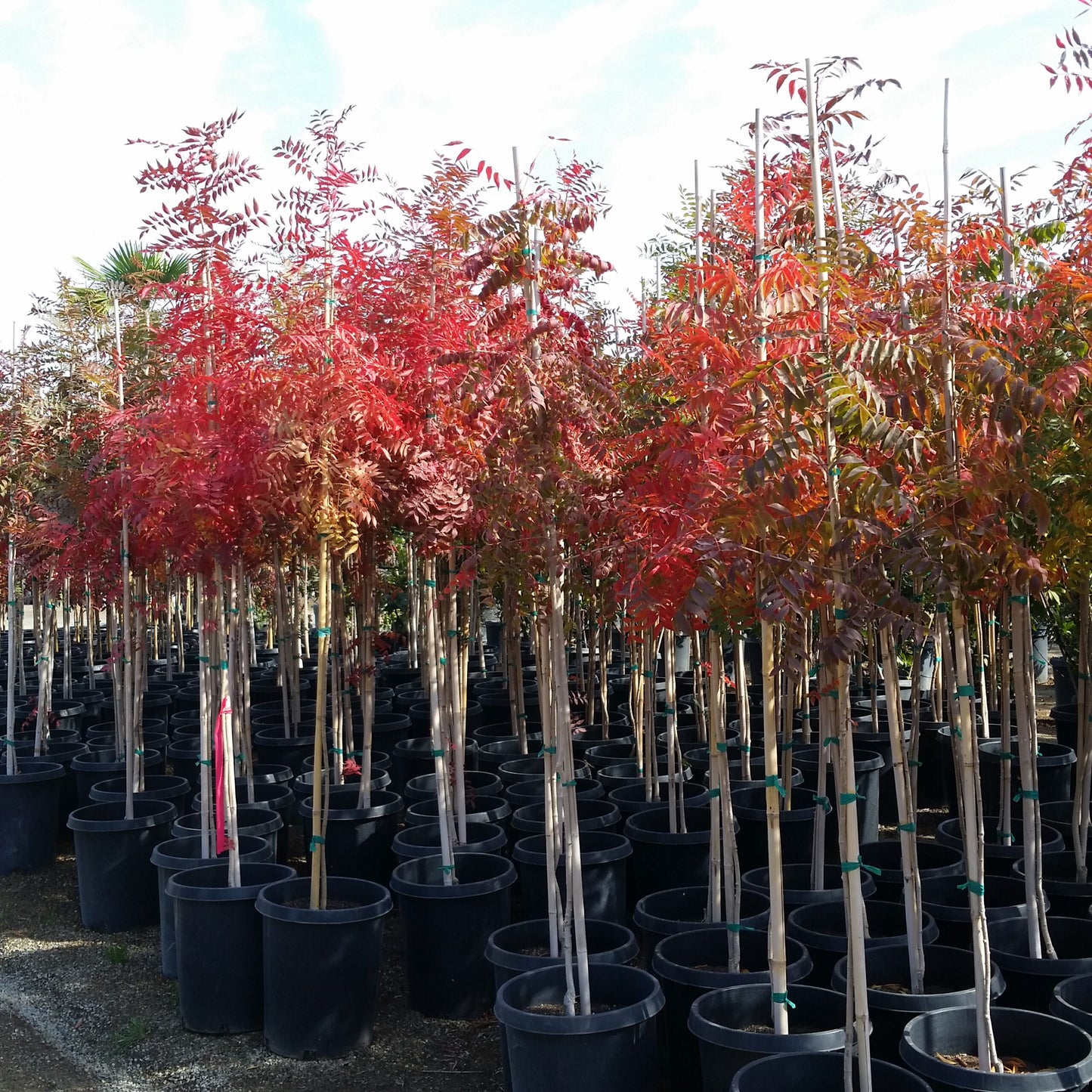 Chinese Pistachio (Pistacia chinensis)