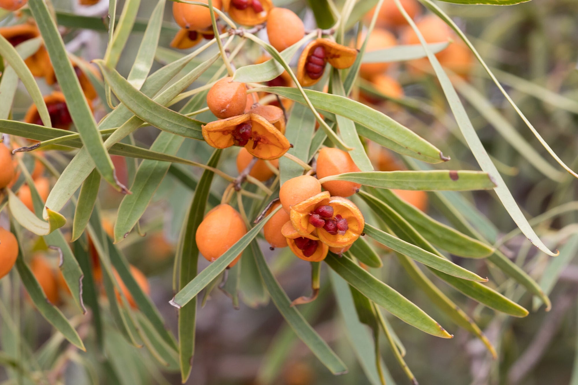 Weeping Pittosporum (Pittosporum angustifolium) - Ladybird Nursery
