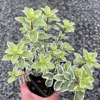 Variegated Kohuhu (Pittosporum tenuifolium)