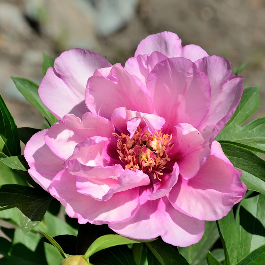 Itoh Peony First Arrival (Paeonia) - Ladybird Nursery