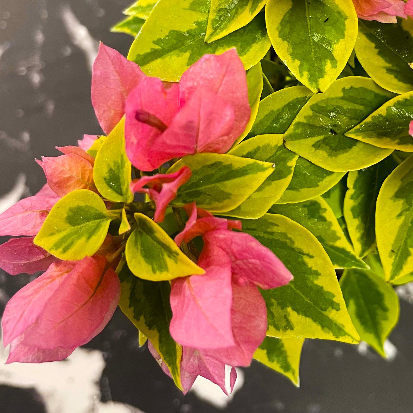 Bougainvillea Pixie Queen (Bougainvillea glabra)