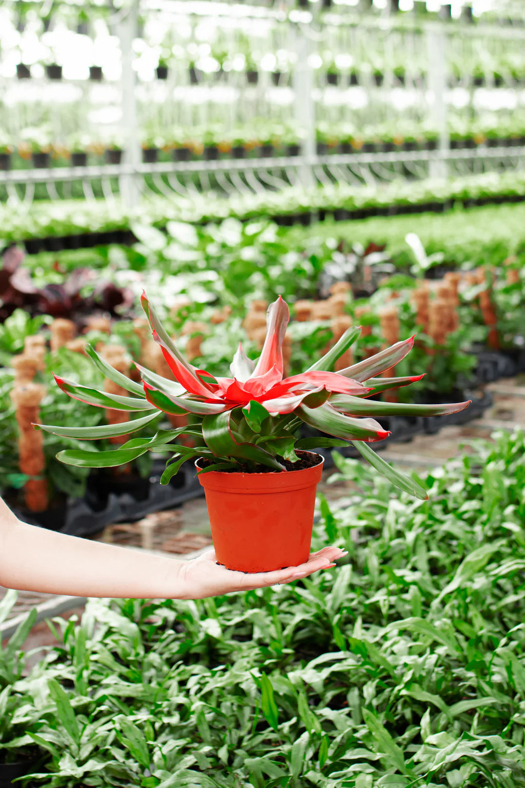 Bromeliad Temptation (Neoregelia)