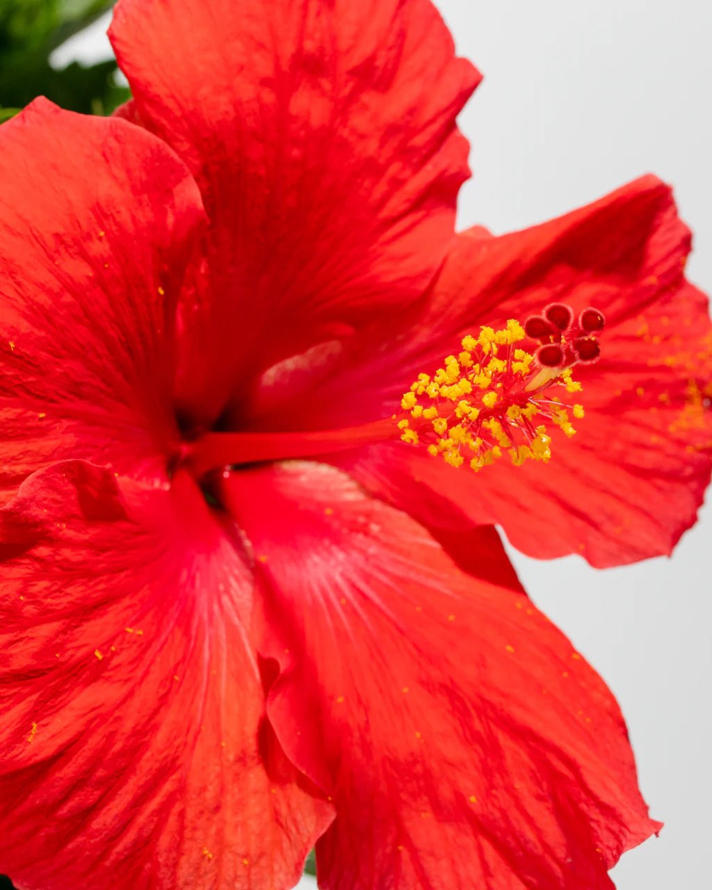 Hibiscus Buccaneer (Hibiscus rosa - sinensis) - Ladybird Nursery