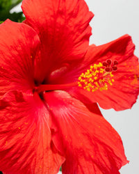 Chinese Hibiscus Buccaneer (Hibiscus rosa-sinensis)