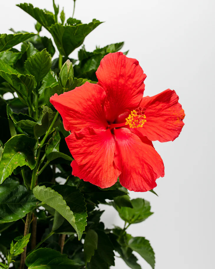 Chinese Hibiscus Buccaneer (Hibiscus rosa-sinensis)