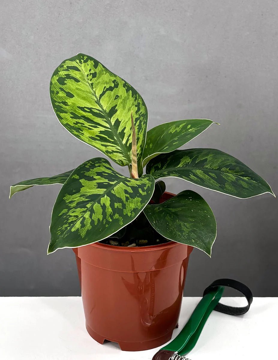 Homalomena Compact - Ladybird Nursery