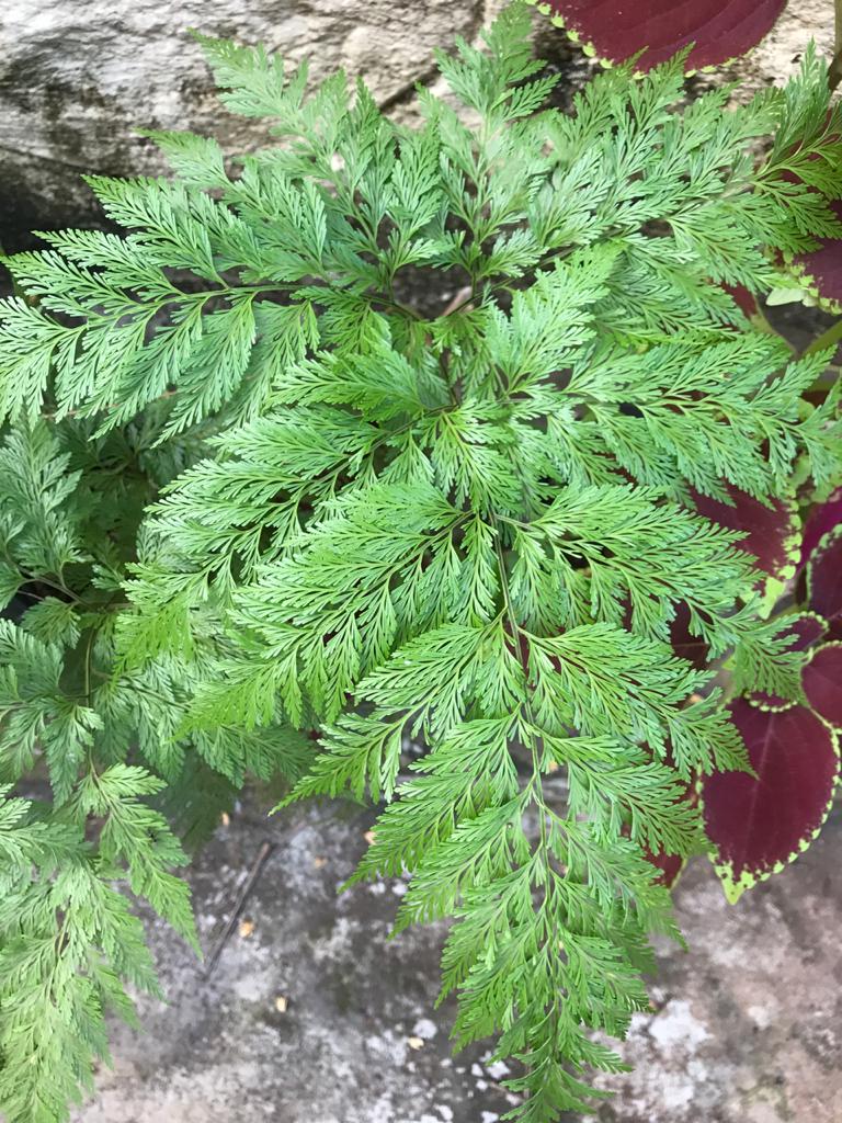 Davallia solida var. Fejeensis