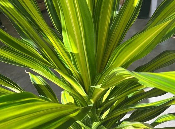 Corn Plant Marley (Dracaena fragrans)