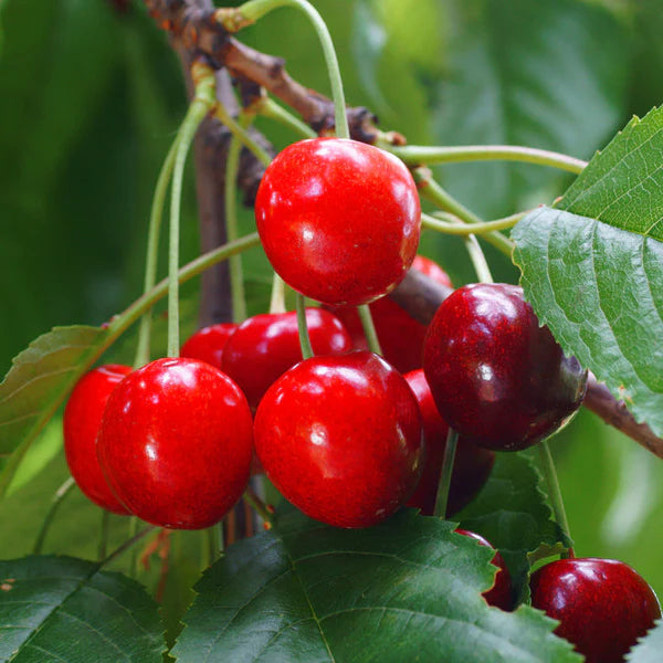 2-Way Cherry 'Minnie Royal + Royal Crimson'