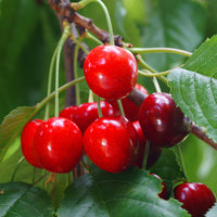 2-Way Cherry 'Minnie Royal + Royal Crimson'