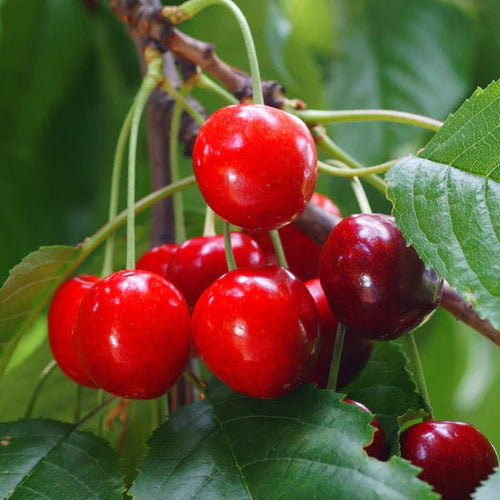 2 - Way Cherry 'Minnie Royal + Royal Crimson' - Ladybird Nursery