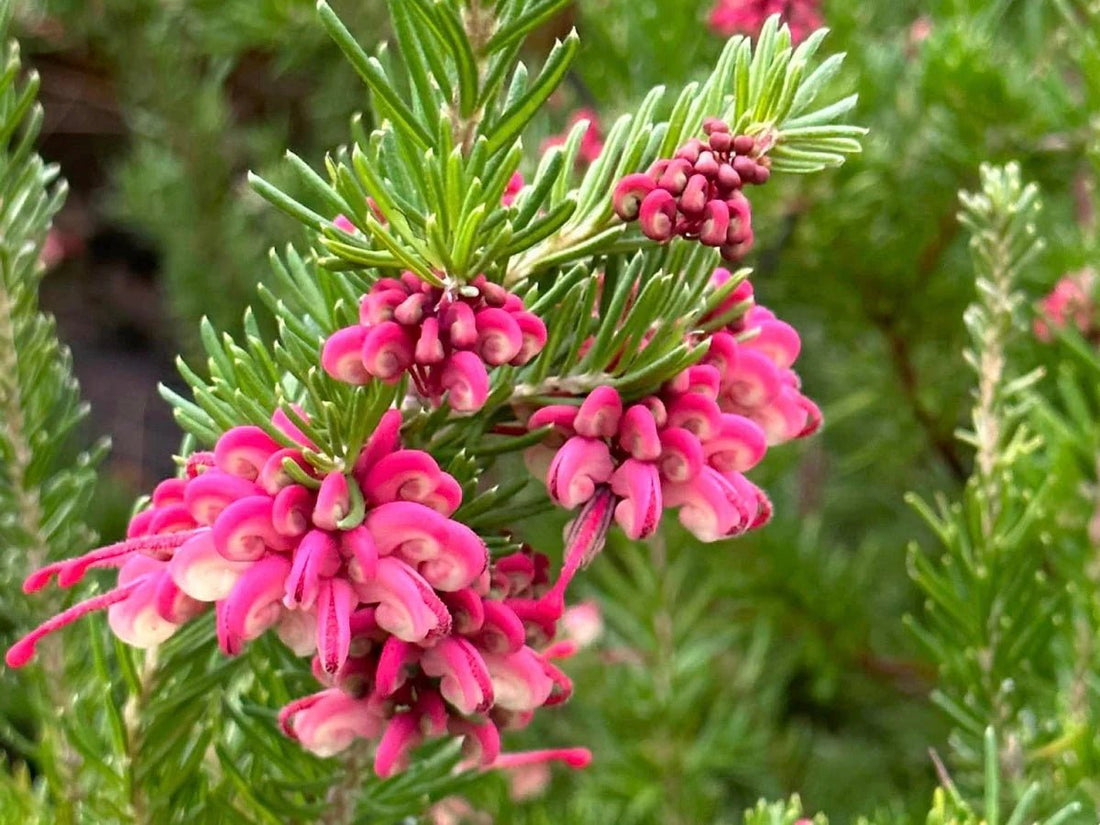 Grevillea Tucker Time ® Fruit box™ - Ladybird Nursery