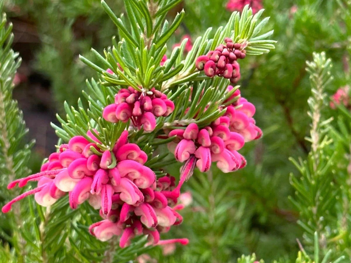 Grevillea Tucker Time ® Fruit box™ - Ladybird Nursery
