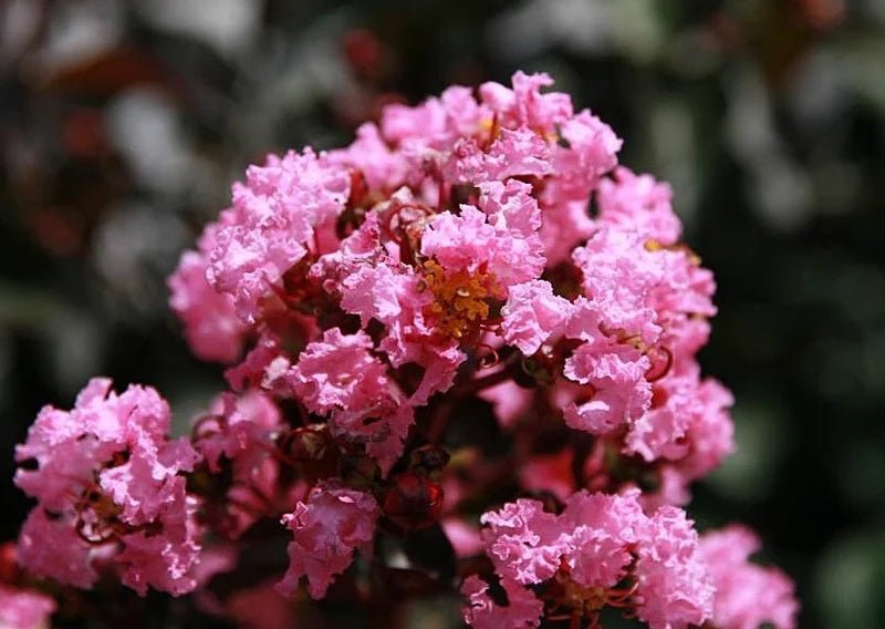 Crepe Myrtle Diamonds in the Dark Shell Pink (Lagerstroemia) - Ladybird Nursery