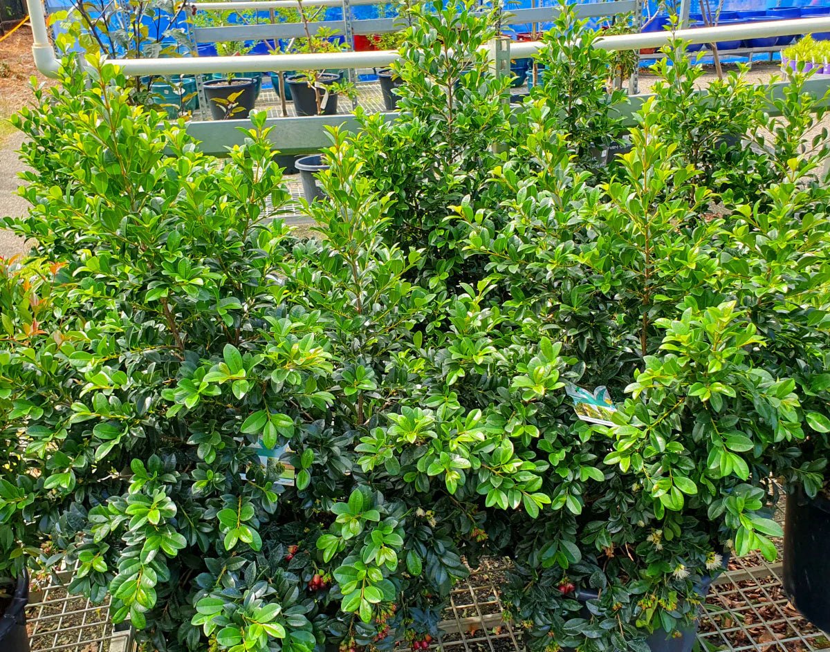 Lilly Pilly PINNACLE™ (Syzygium australe) - Ladybird Nursery