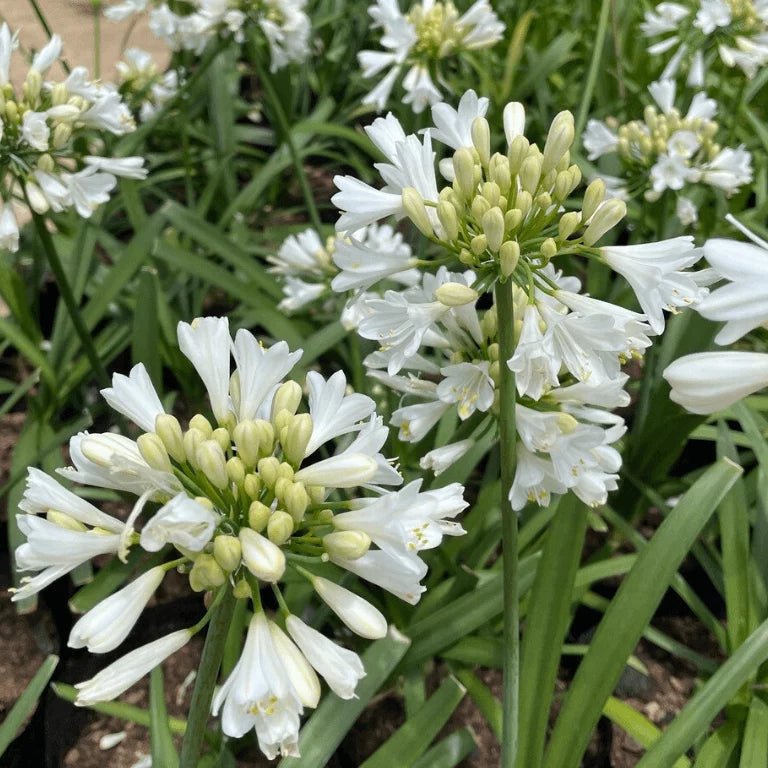Agapanthus hybrid BINGO WHITE™ - Ladybird Nursery