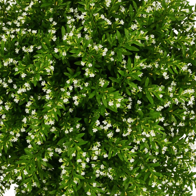 Cuphea White (Cuphea mexicana)