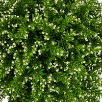 Cuphea White (Cuphea mexicana)