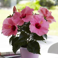 Hibiscus Flamenco™ Adonicus Pink - Ladybird Nursery