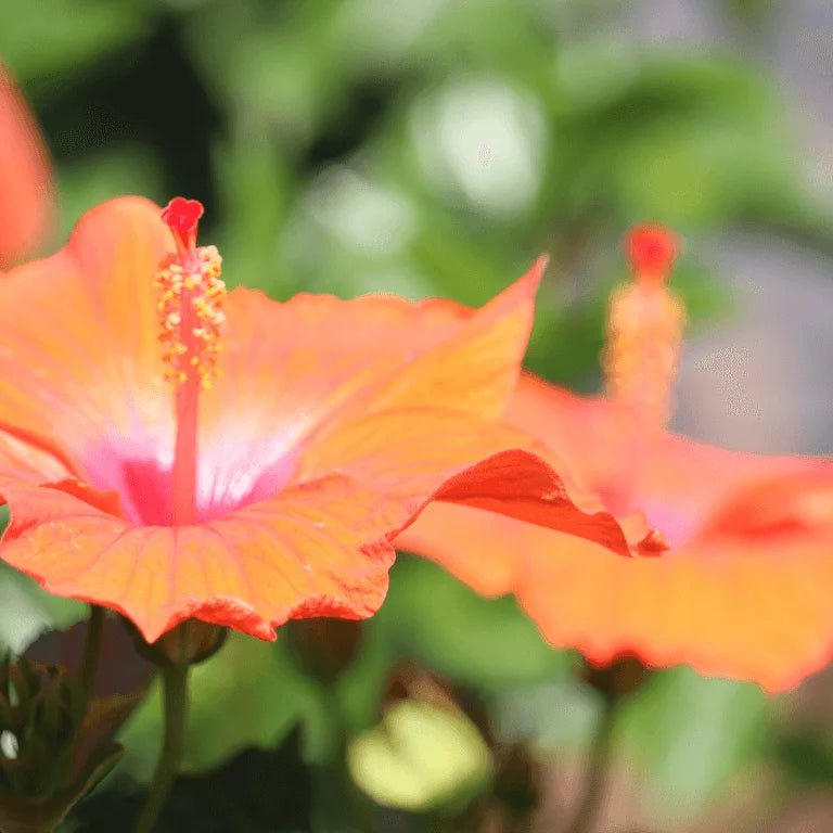 Hibiscus Flamenco™ Hera - Ladybird Nursery