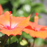 Hibiscus Flamenco™ Hera - Ladybird Nursery
