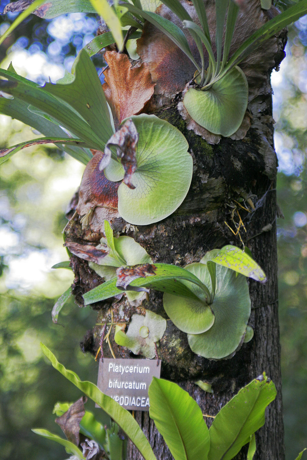 Elkhorn Fern (Platycerium bifurcatum)