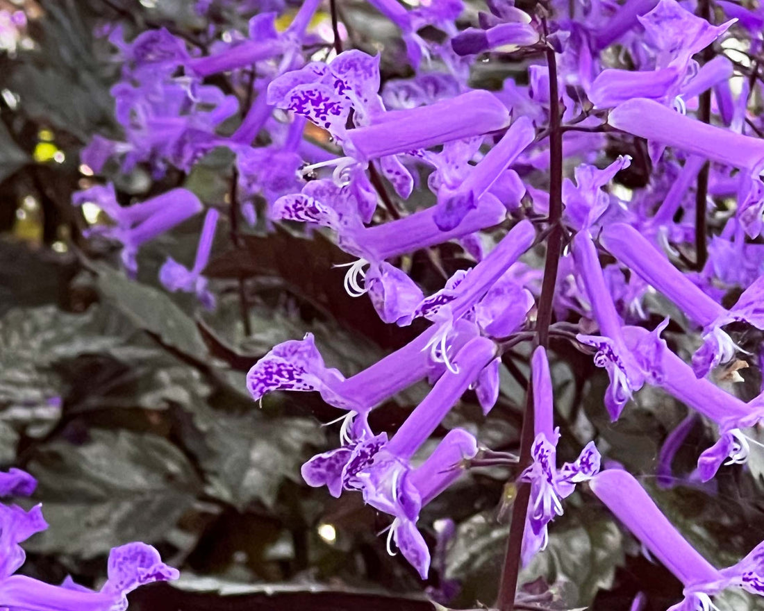 Spur Flower Velvet Diva (Plectranthus saccatus) - Ladybird Nursery