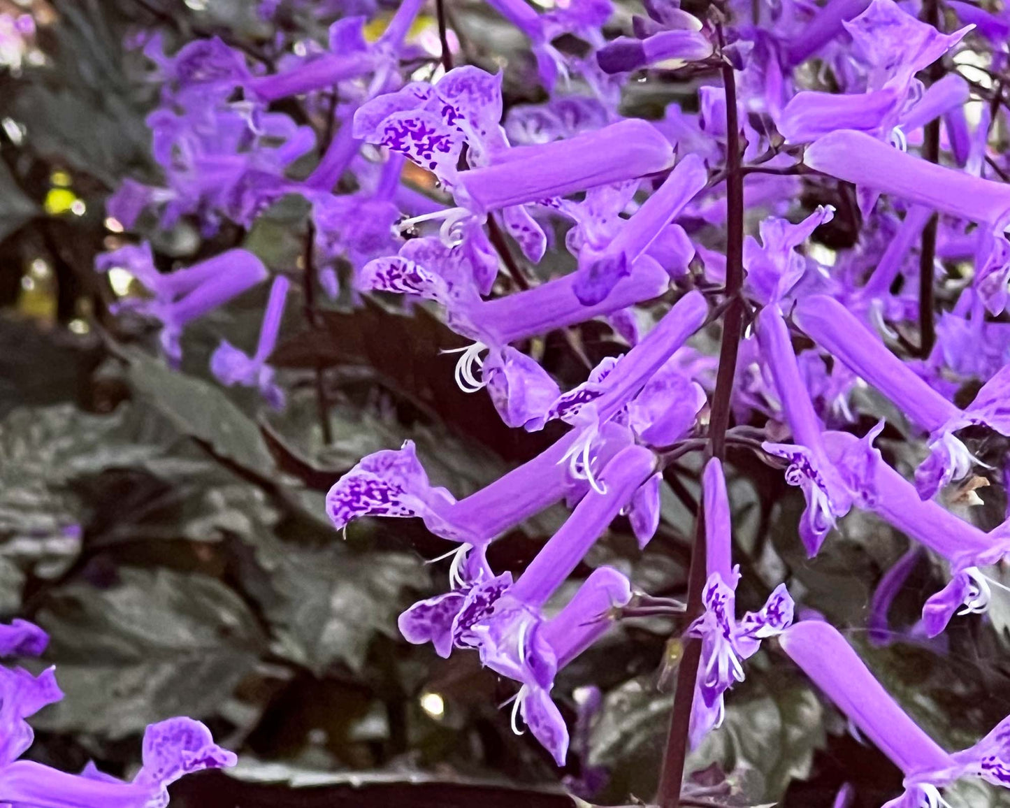 Spur Flower Velvet Diva (Plectranthus saccatus)