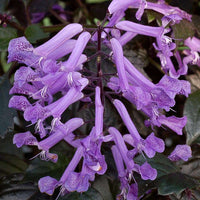 Spur Flower Velvet Idol (Plectranthus)